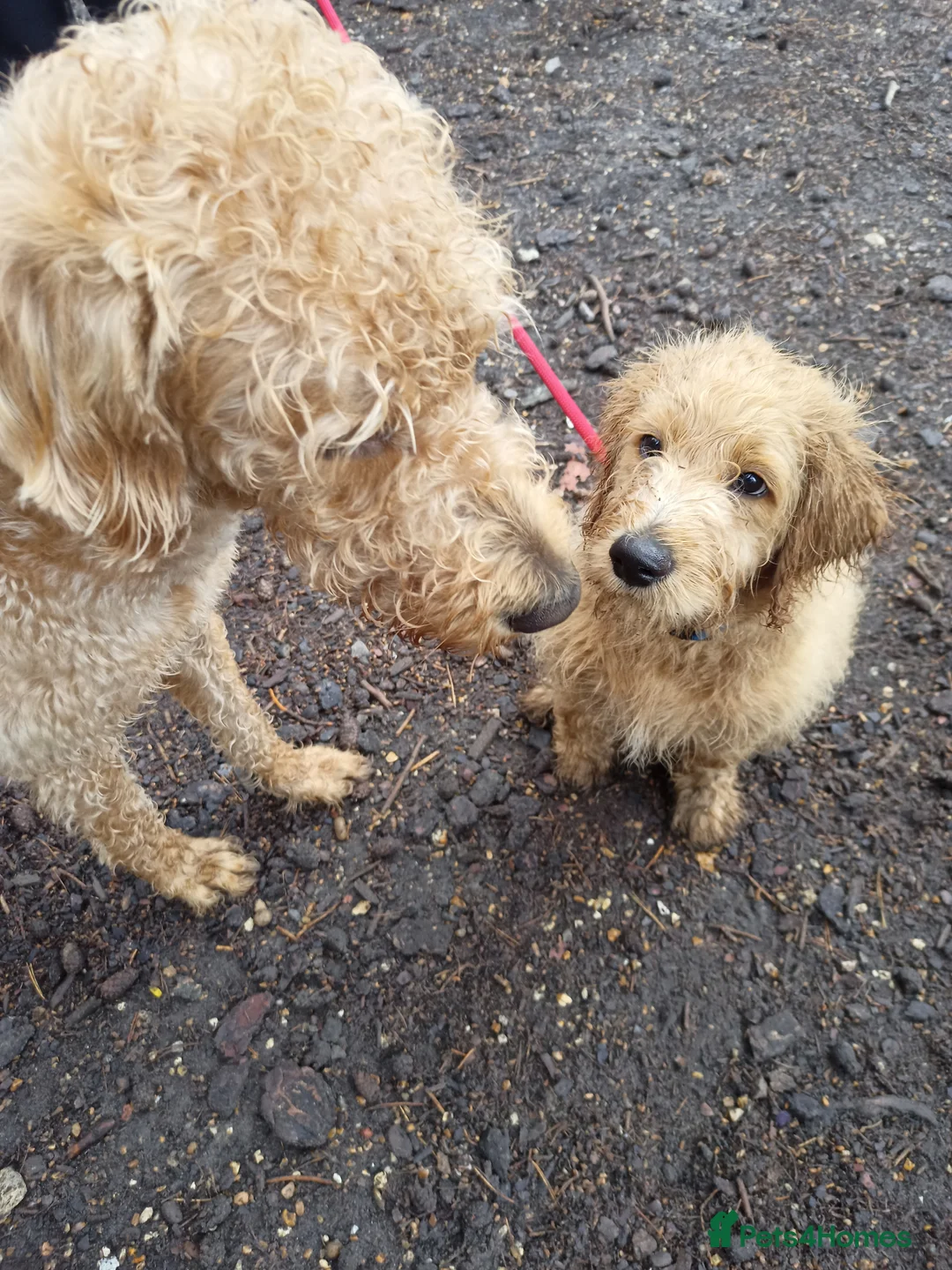 Labradoodle dogs for stud: F1 Labradoodle For Stud. in Reading - Advert 10