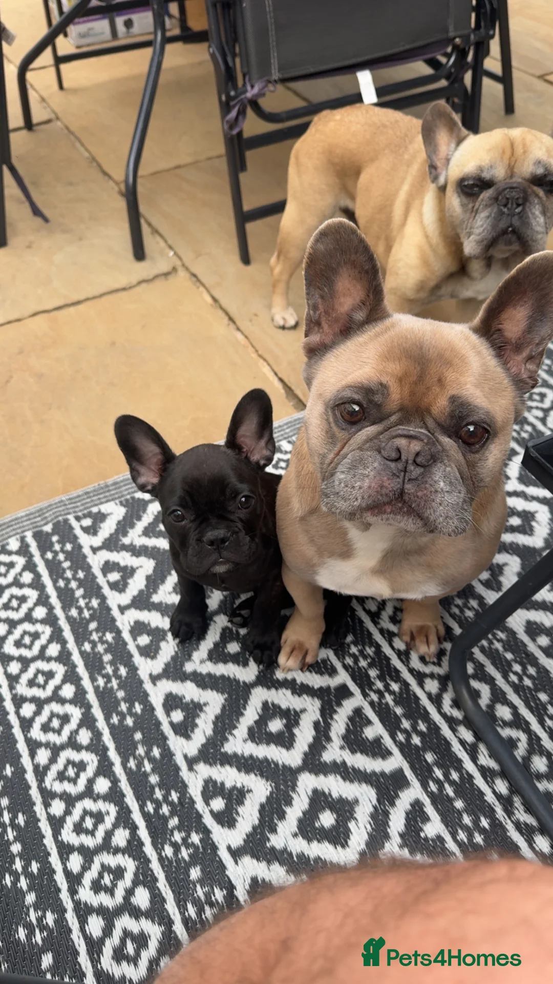 French Bulldog dogs for sale: Male frenchie puppy - Advert 2