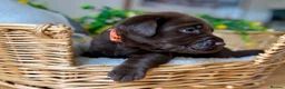 Labrador Retriever dogs for sale: STUNNING Chocolate Labrador Puppies  - Advert 14
