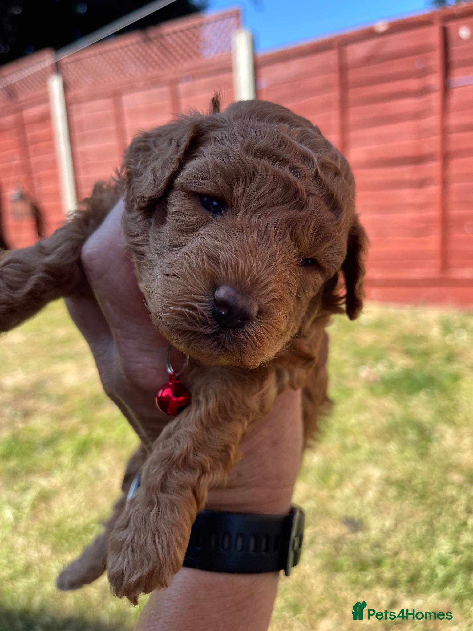 Toy Poodle dogs for sale: Kc registered toy poodle - Advert 8