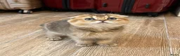 Scottish Fold cats for sale: Gorgeous Golden & Blue Scottish Fold Kittens - Advert 7