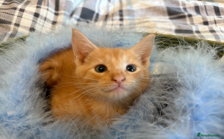 Maine Coon cats - Advert 1