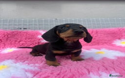 Miniature Dachshund dogs for sale: MINIATURE DACHSHUNDS REDUCED!! - Image 2