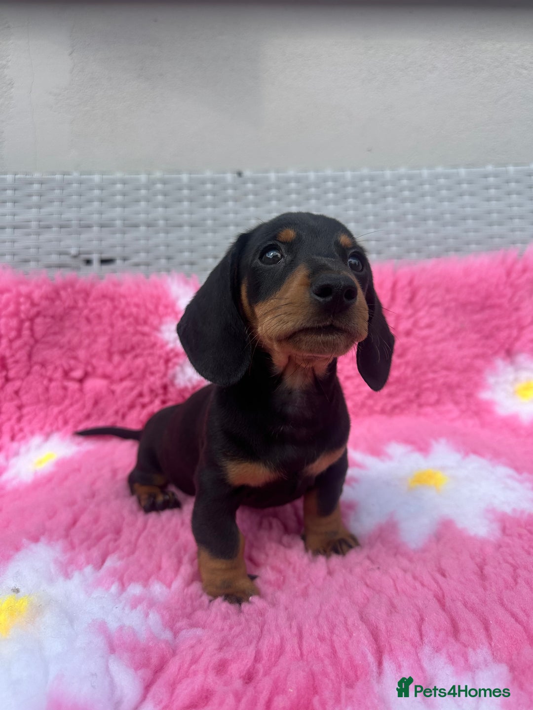 Miniature Dachshund dogs for sale: MINIATURE DACHSHUNDS REDUCED!! - Image 2
