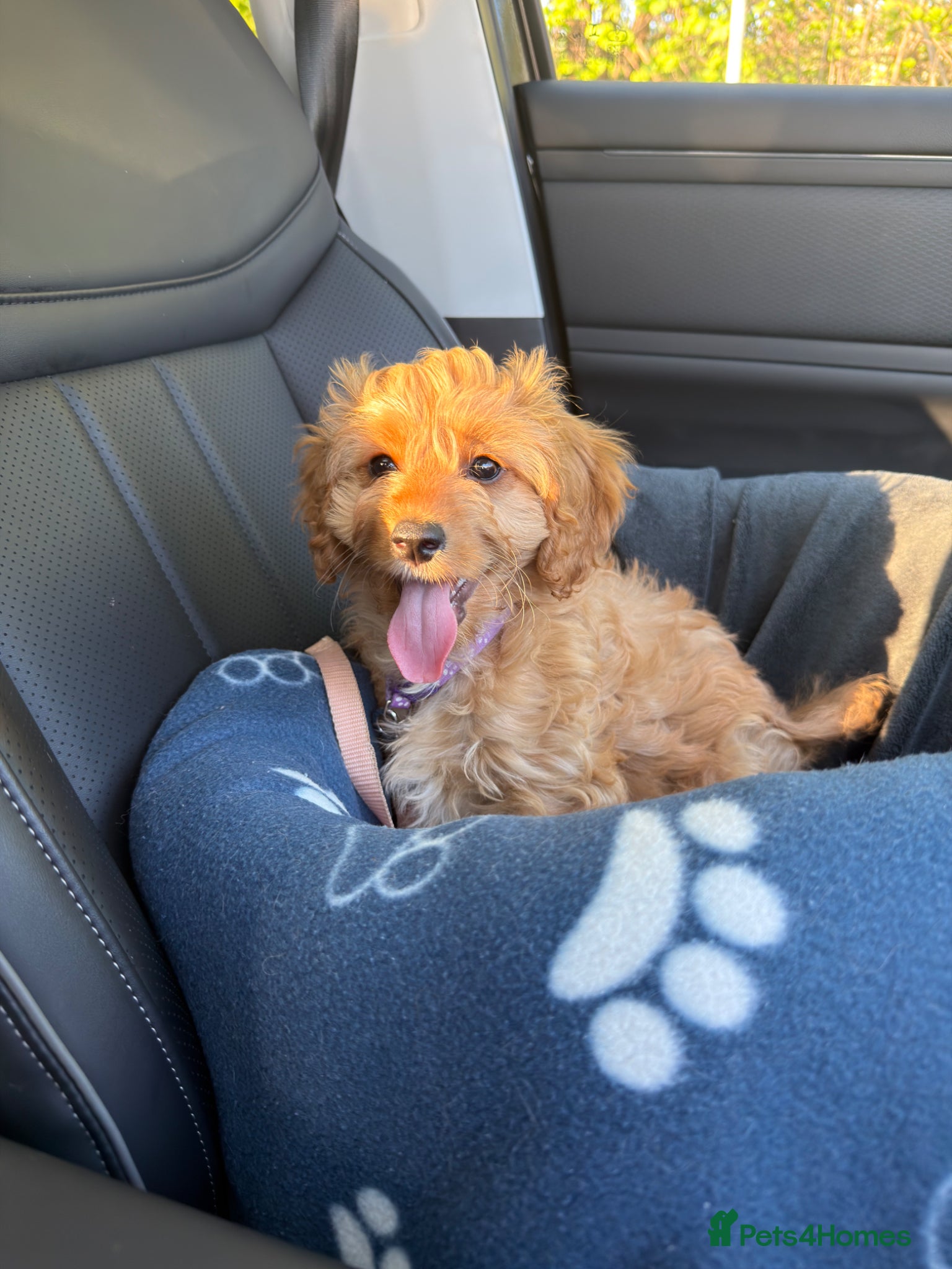 Cavapoochon dogs 1 GIRL LEFT! Cavapoochon Puppies - Hypoallergenic - Advert 3