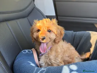 Cavapoochon dogs 1 GIRL LEFT! Cavapoochon Puppies - Hypoallergenic - Advert 3