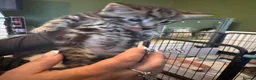 Mixed Breed cats for sale: 🐾 Beautiful male part Maine Coon Cross Kitten in Portsmouth - Advert 10