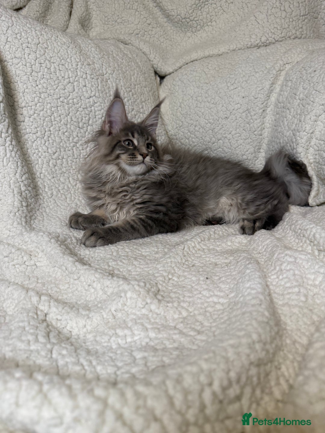 Maine Coon cats for sale: Stunning Maine Coon kittens - Image 5