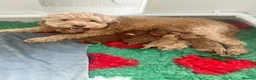 Cockapoo dogs for sale: Stunning F1b mini cockapoos!  in Redcar - Advert 1