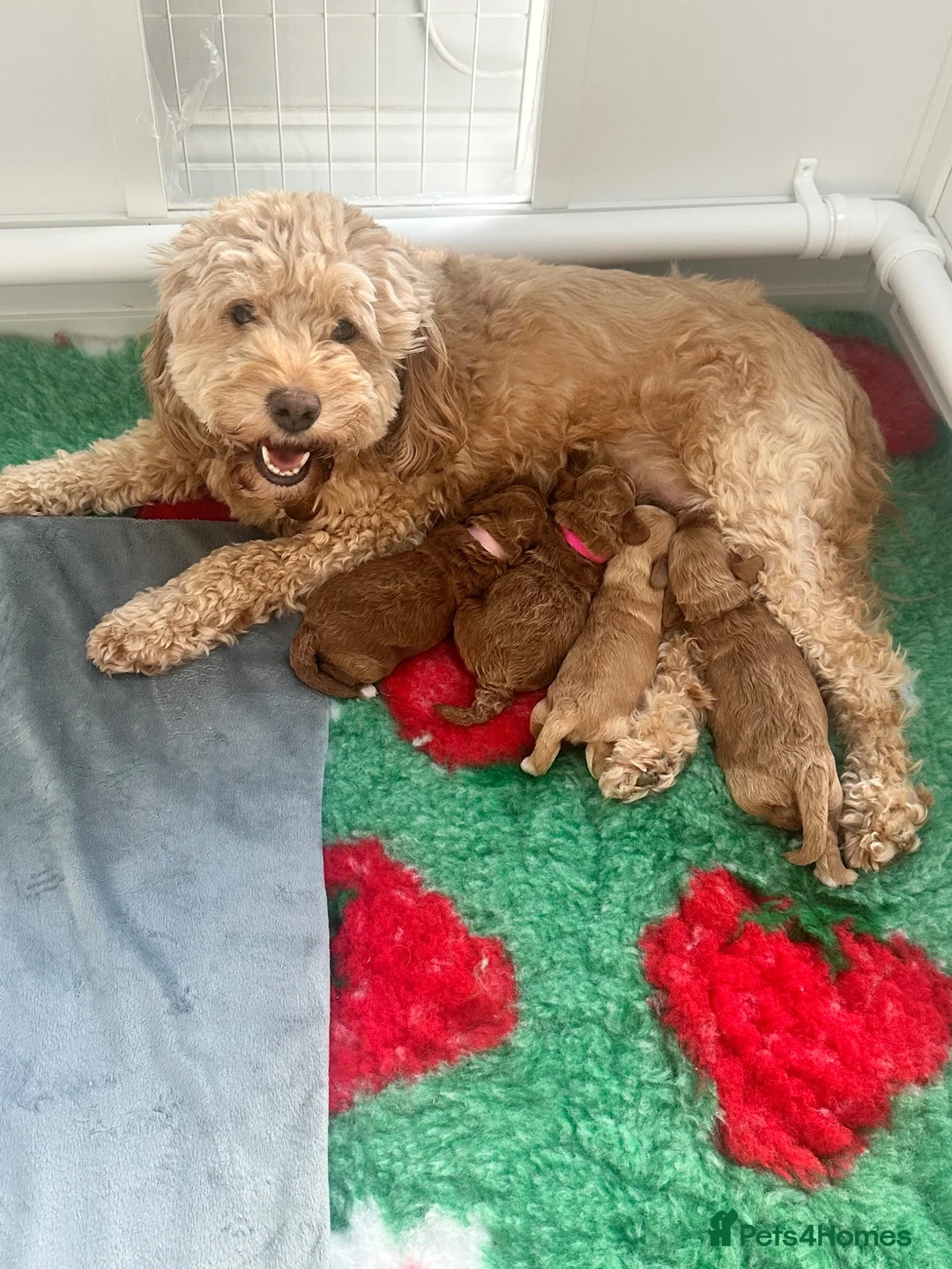 Cockapoo dogs for sale: Stunning F1b mini cockapoos!  in Redcar - Advert 1