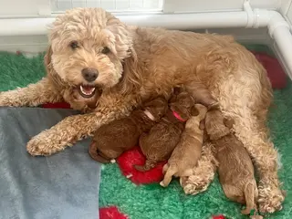 Cockapoo dogs Stunning F1b mini cockapoos! - Advert 12