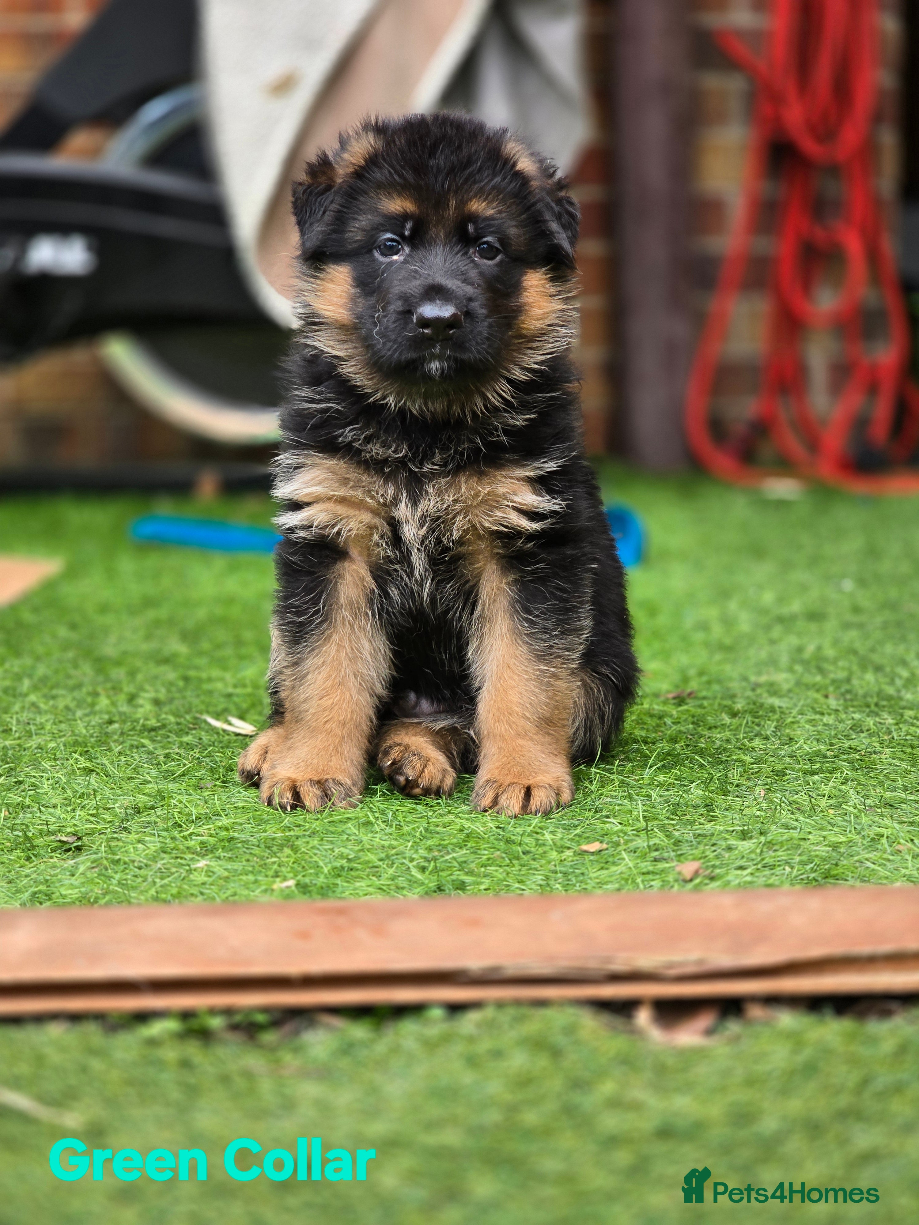 German Shepherd dogs KC Reg GSD – Top Health Tested Parents - Advert 1