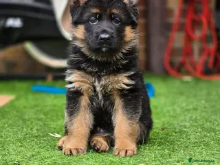 German Shepherd dogs KC Reg GSD – Top Health Tested Parents - Advert 1