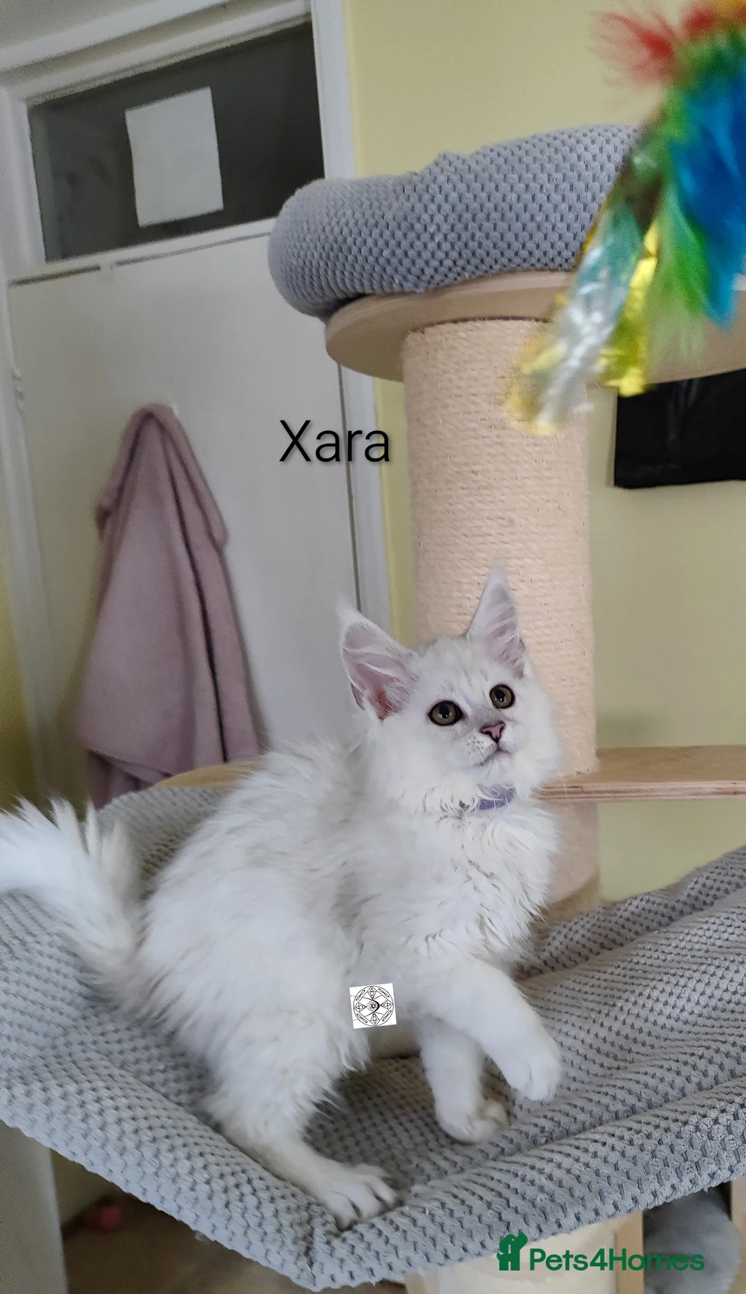 Maine Coon cats for sale: One boy & one girl left ‼️ ONLY PET ‼️ - Advert 9