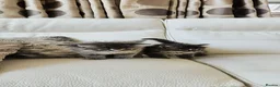 Siberian cats for sale: 🐾 Beautiful Purebred Siberian Kittens - Advert 11