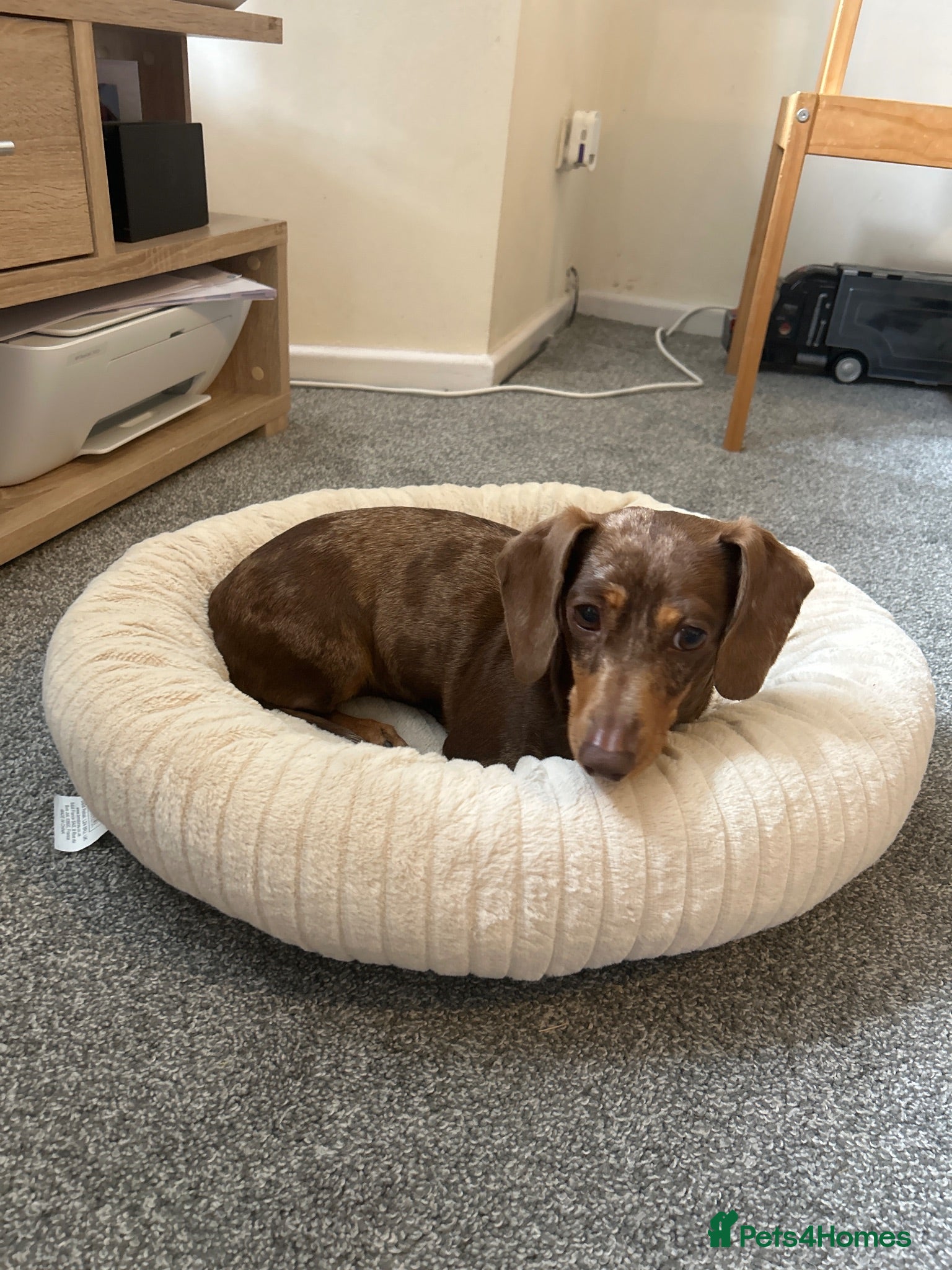 Miniature Dachshund dogs KC Registered Adult Minature Dachshund  - Advert 1