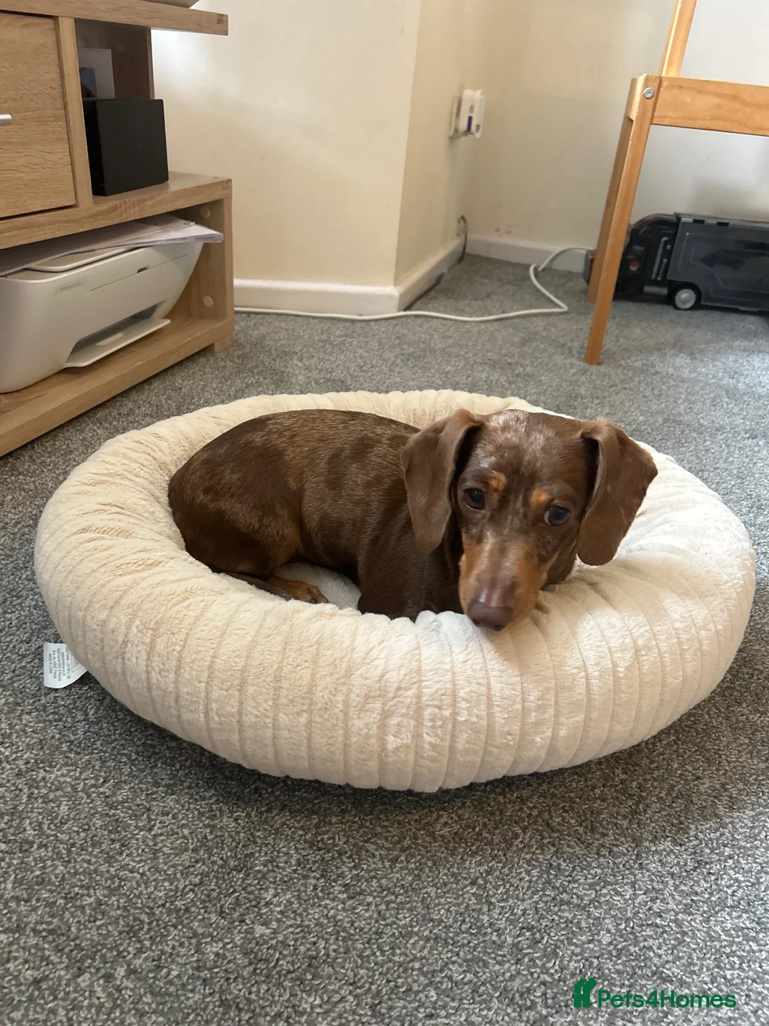 Miniature Dachshund dogs for sale: KC Registered Adult Minature Dachshund  in Market Drayton - Advert 1