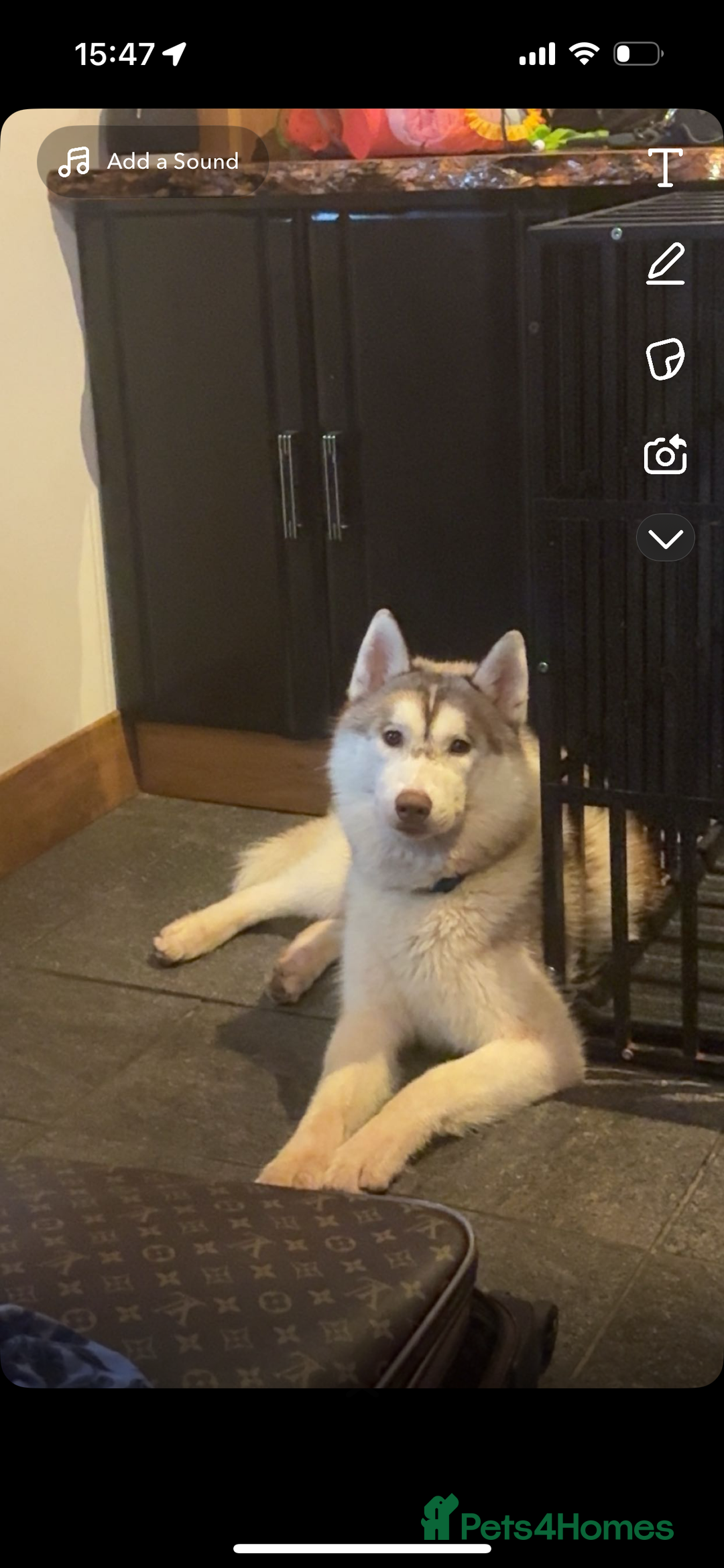 Siberian Husky dogs for stud: 🌟 KC Registered Siberian Husky Available for Stud - Advert 5