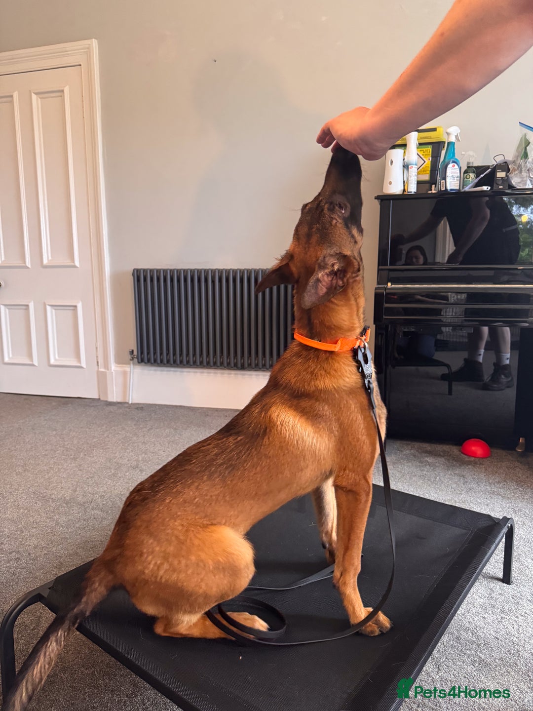 Belgian Shepherd Dog dogs for sale: Kairo - Urgent Rehome - Image 24