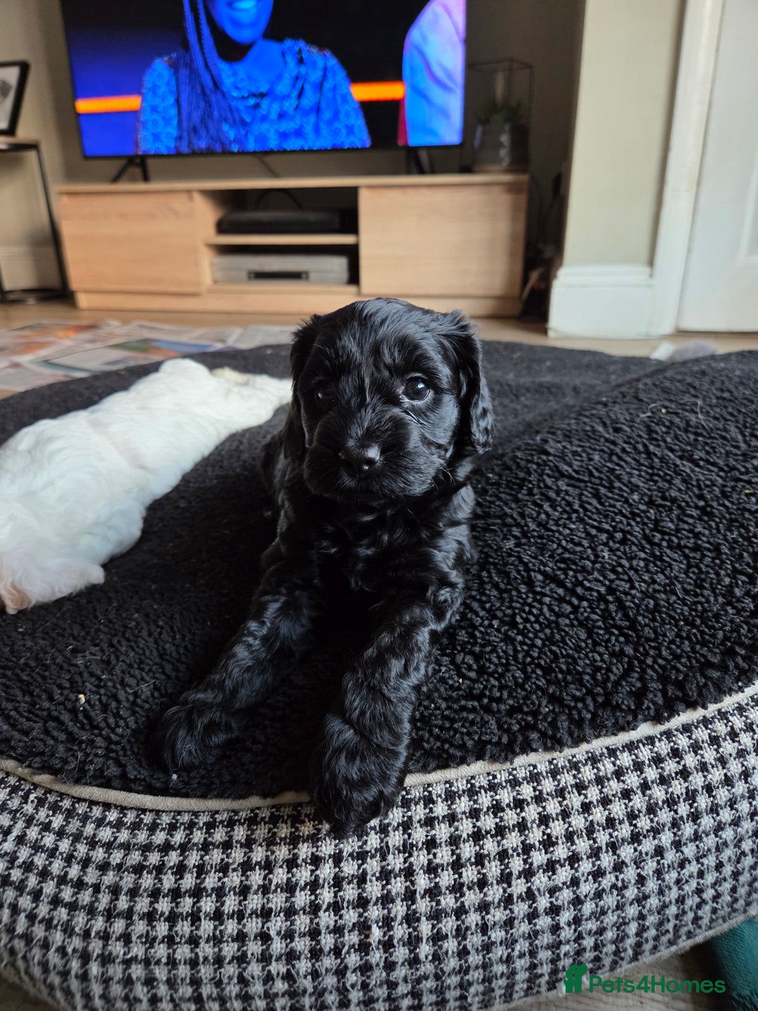 Sproodle dogs for sale: Beautiful litter of F2 Sproodles  - Image 23