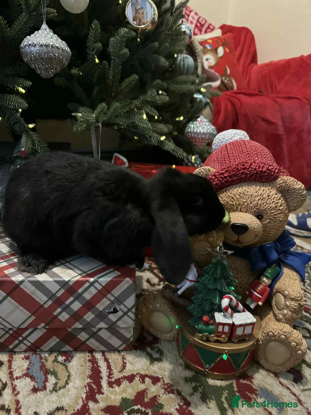 French Lop rabbits for sale: French lops and lion heads  - Advert 11