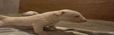 Miniature Bull terrier 2