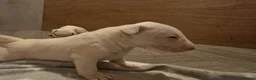 Miniature Bull terrier dogs for sale: White Miniature Bullterrier  - Advert 9