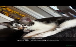 Domestic Shorthair cats for sale: 2 Female & 1 Male adorable baby kittens for SALE🐈 - Image 6