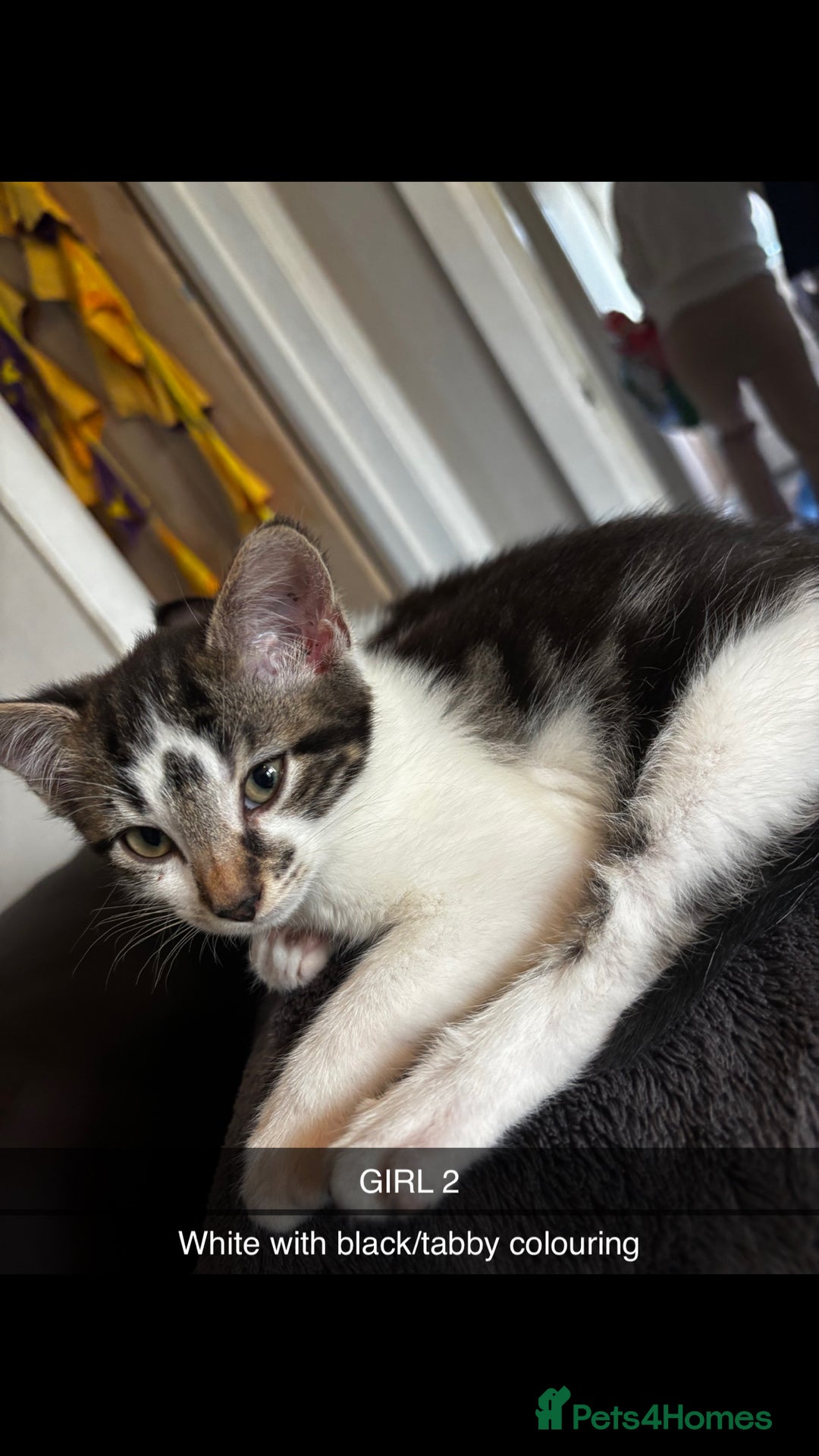 Domestic Shorthair cats for sale: 2 Female & 1 Male adorable baby kittens for SALE🐈 - Image 6