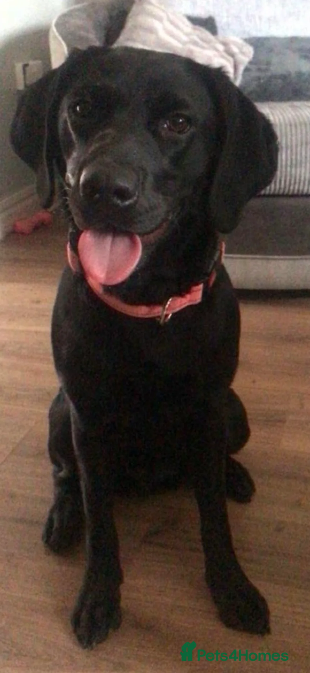 Labradoodle dogs for sale: 🐶 Beautiful Toy Labradoodles for sale 🐶  - Advert 19