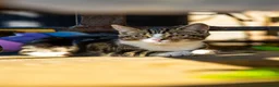 Mixed Breed cats for sale: Little princess  in Sittingbourne - Advert 4
