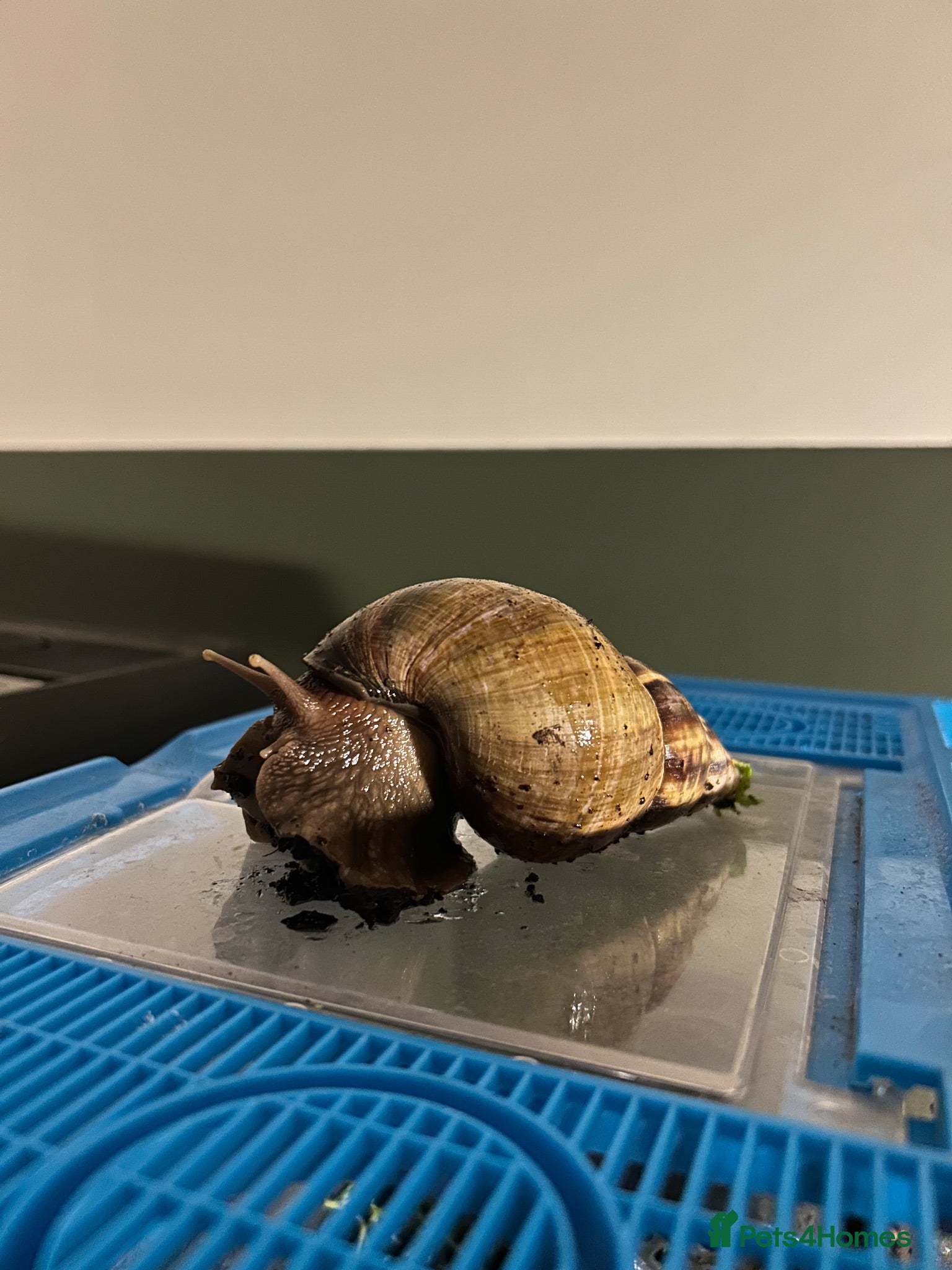 Snails invertebrates Giant African Land Snails - Advert 1
