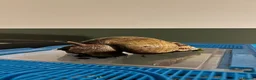 Snails invertebrates for sale: Giant African Land Snails in Derby - Advert 1