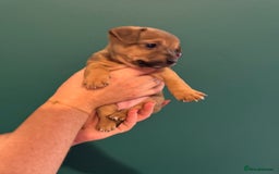 Mixed Breed dogs for sale: Dachshund x Jack Russel Puppies  - Image 7