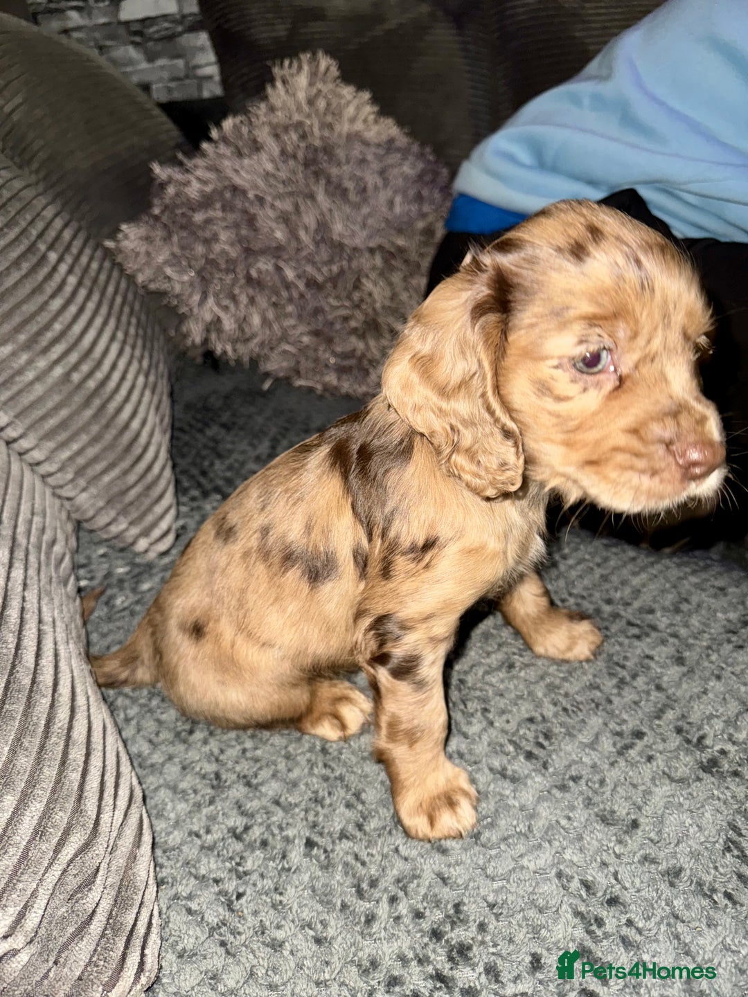 Cocker Spaniel dogs for sale: 2 ABSOLUTELY STUNNING GIRLS LEFT 💜 - Advert 7