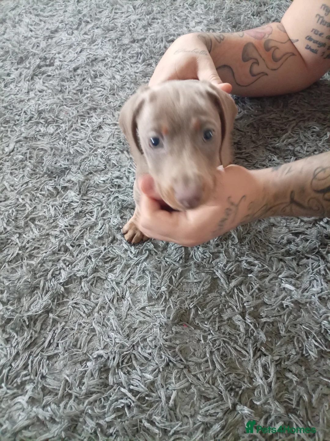 Miniature Dachshund dogs for sale: Miniature dashhound boy - Advert 1