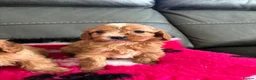 Cavapoo dogs for sale: Beautiful cavapoos  - Advert 9