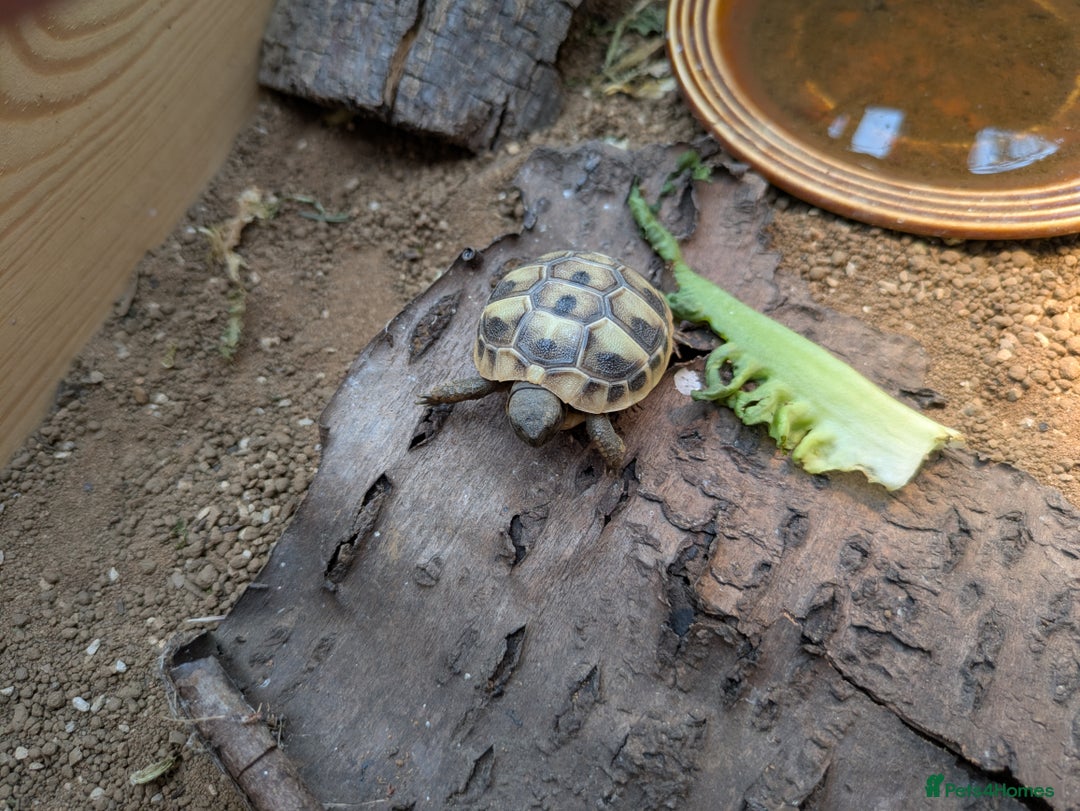 Tortoise reptiles for sale: For Sale Hermann Tortoise - Image 2