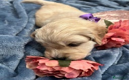 Cockapoo dogs for sale: Beautiful litter of cockapoos - Image 11