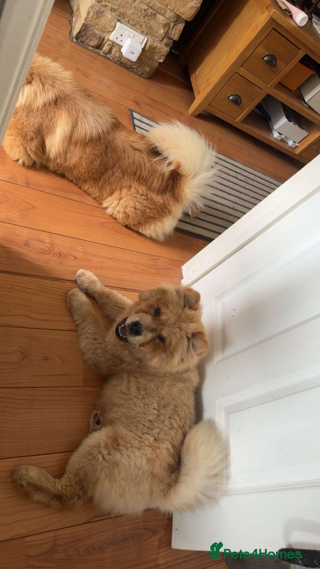 Chow Chow dogs for sale: Beautiful Female Chow Chow Puppy - Advert 4