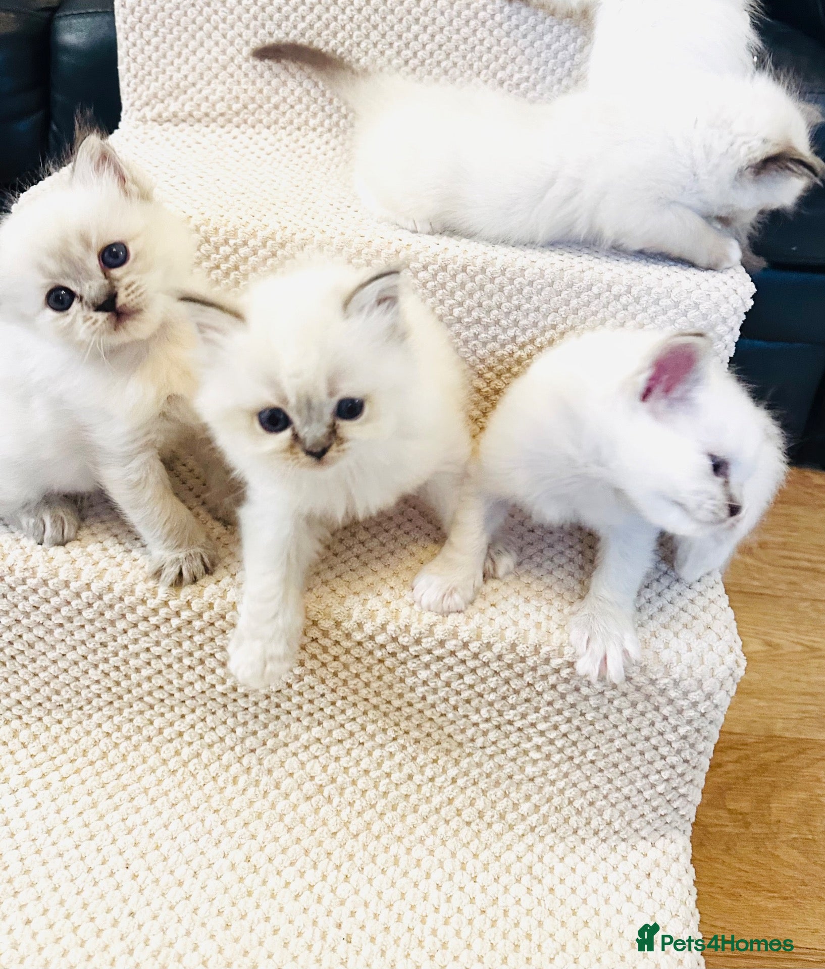 Ragdoll cats GCCF Registered Ragdolls - Advert 1