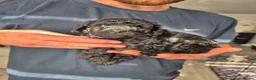 Miniature Poodle dogs for sale: 2 beautiful KC registered miniature poodles - Advert 4