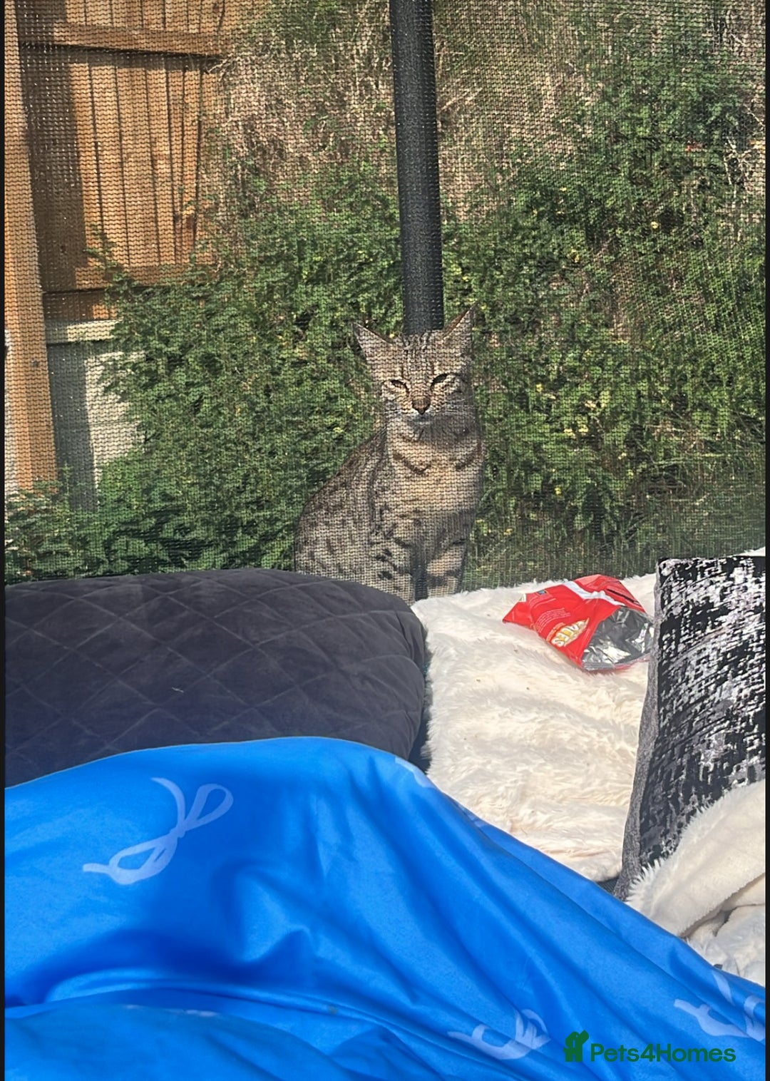 Savannah cats for sale: Beautiful full breed savanna - Image 8