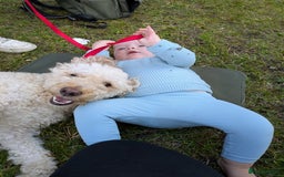 Labradoodle dogs for sale: Stunning F1B mini labradoodles  - Image 4
