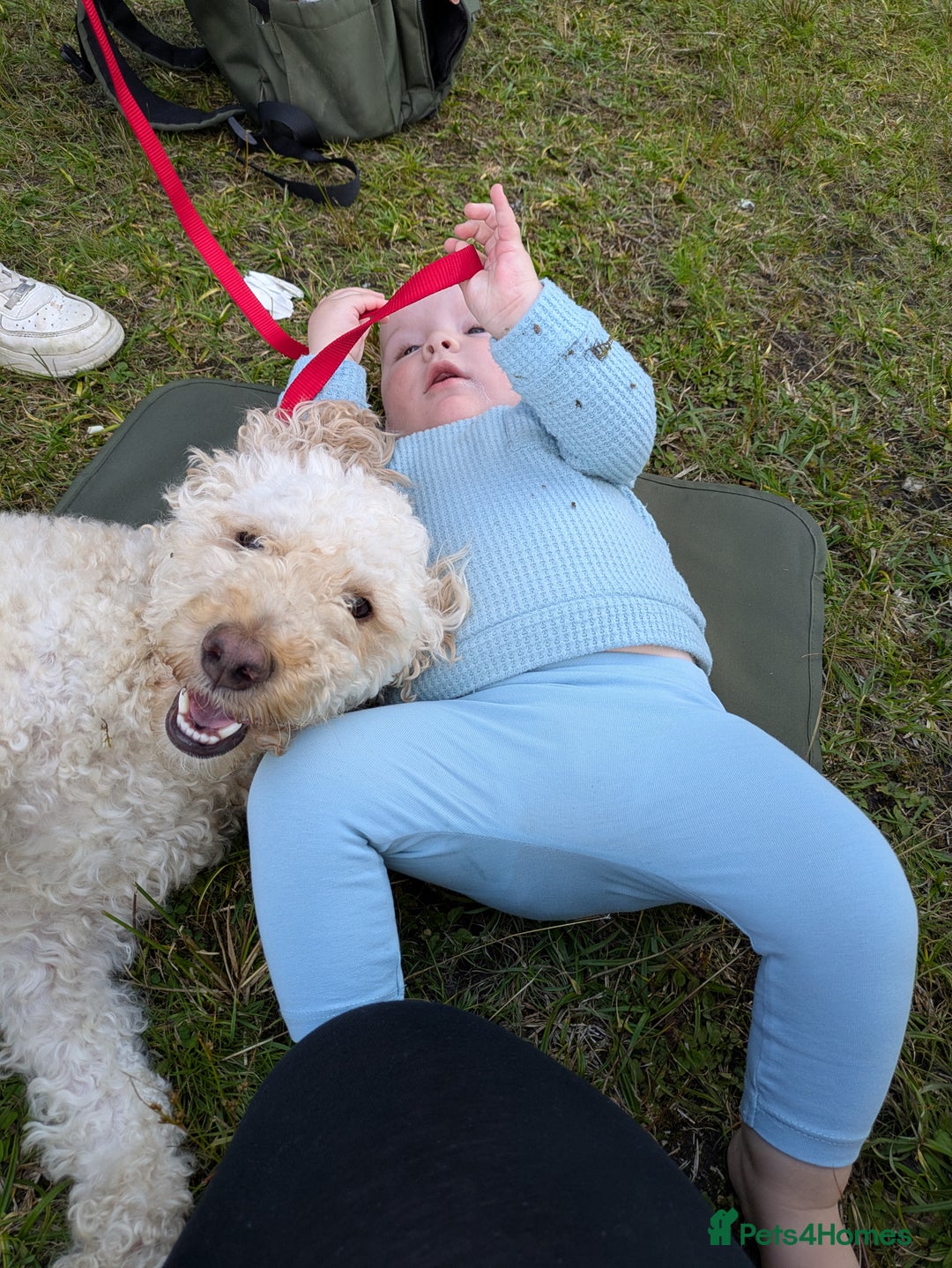 Labradoodle dogs for sale: Stunning F1B mini labradoodles  - Image 4