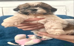 Shih Tzu dogs for sale: Beautiful Shih-zu puppies mixed colours ready soon - Image 8