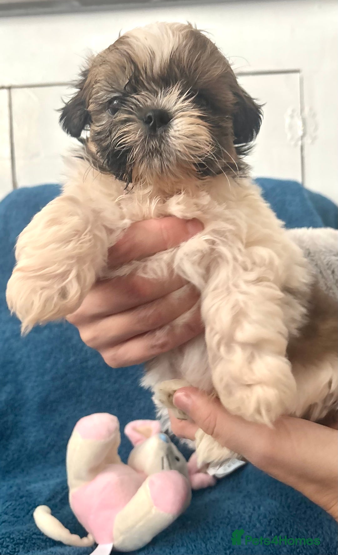 Shih Tzu dogs for sale: Beautiful Shih-zu puppies mixed colours ready soon - Image 8