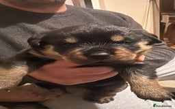 Rottweiler dogs for sale: Rottweiler puppies  - Advert 31