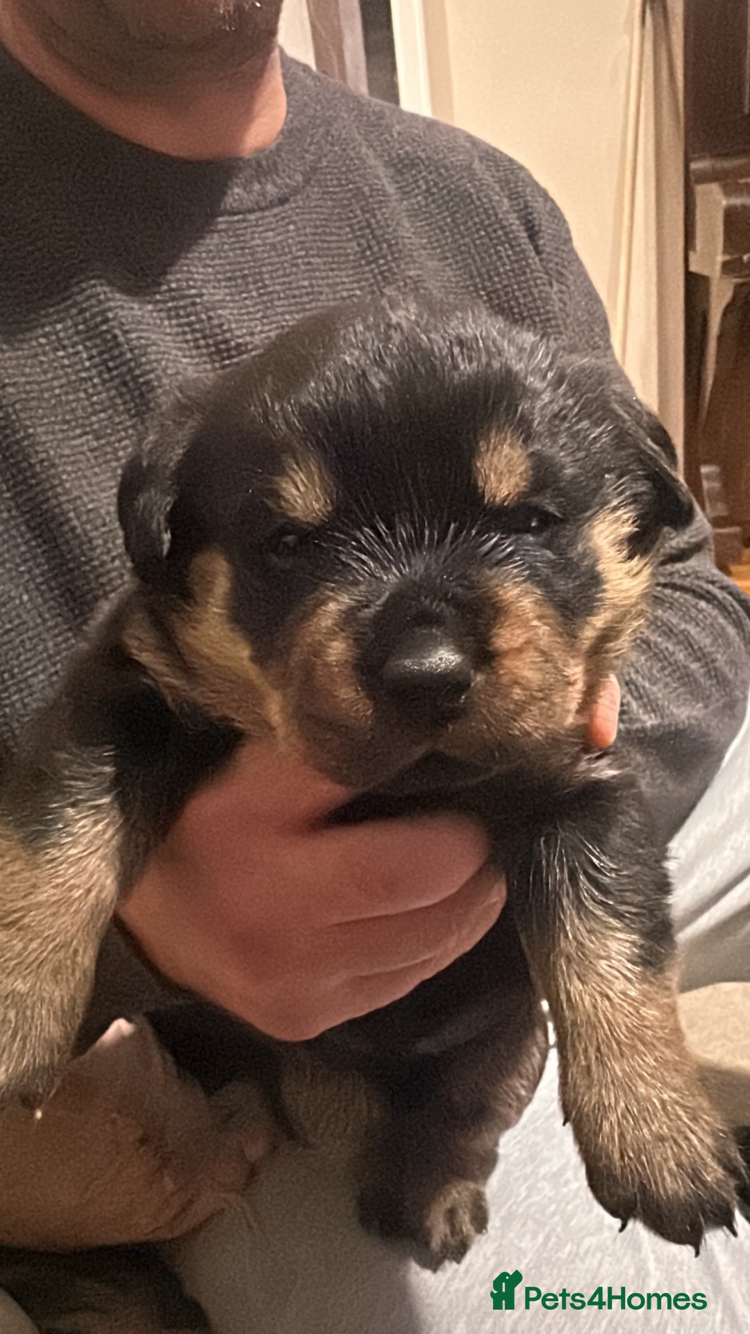 Rottweiler dogs for sale: Rottweiler puppies  - Advert 31