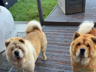 Chow Chow dogs Coco and rocko 4yr old chows - Advert 2